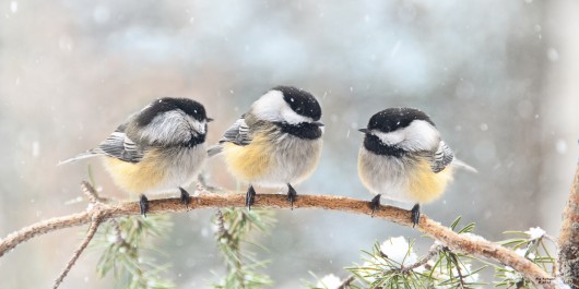 3-chickadees-on-a-branch-530x265